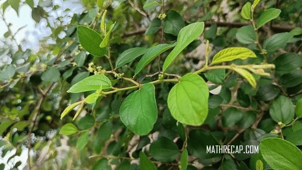 Daun Bidara, Kenali Kandungan dan Ragam Manfaatnya untuk Kesehatan