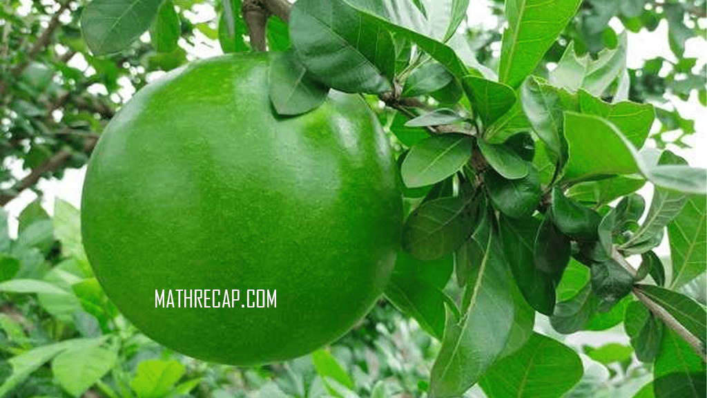 7 Manfaat Buah Maja Beserta Kandungan Nutrisinya