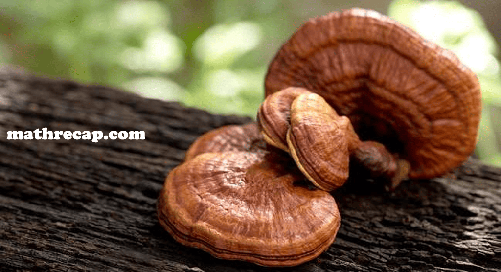 Jamur Reishi: Kenali Manfaat dan Risikonya pada Tubuh