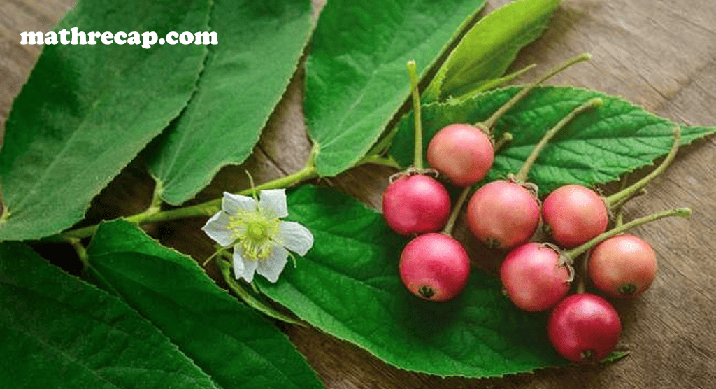 Manfaat Buah Kersen bagi Kesehatan Tubuh