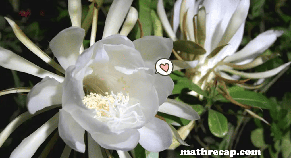 mathrecap