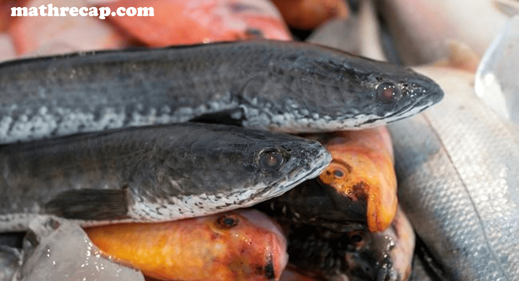 Ikan Gabus: Ketahui Kandungan Gizi, Manfaat, dan Cara Konsumsi yang Aman