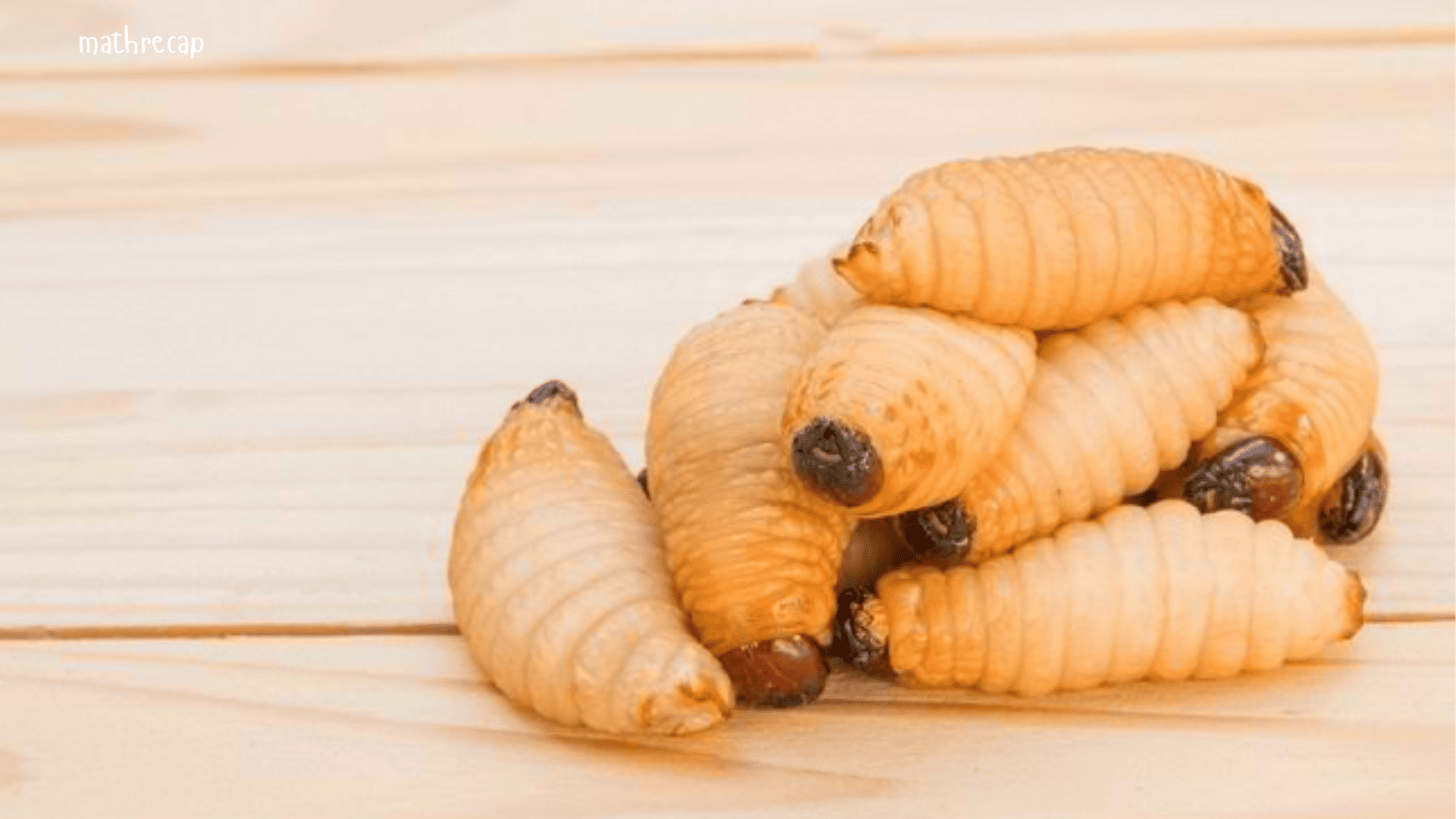 Manfaat Ulat Sagu bagi Kesehatan yang Sayang untuk Dilewatkan