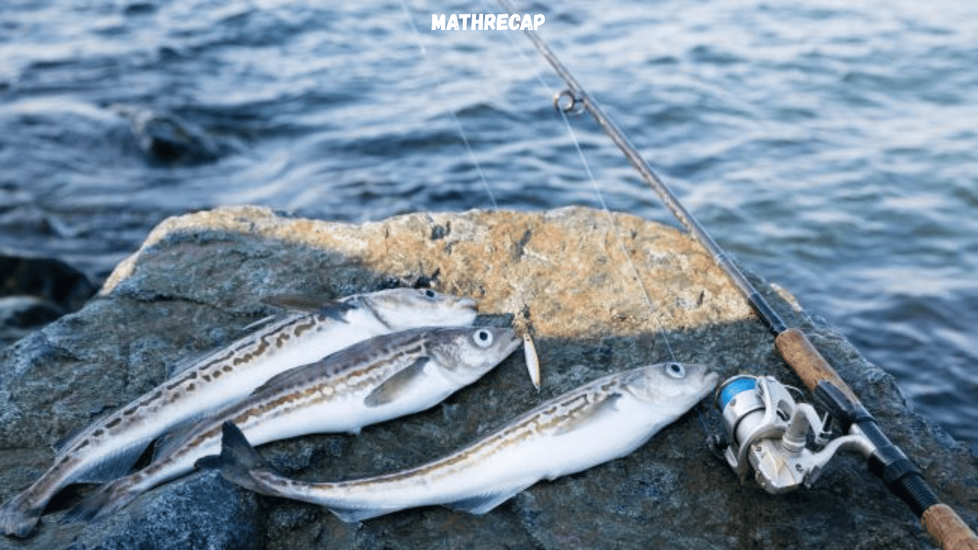 Ikan Pollock: Inilah 7 Manfaat dan Kandungan Nutrisinya