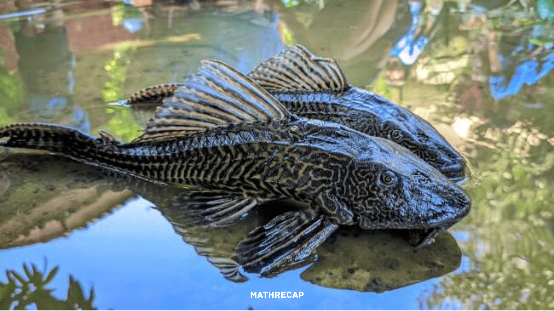 Ikan Sapu-Sapu: Kandungan Gizi dan Manfaatnya untuk Kesehatan