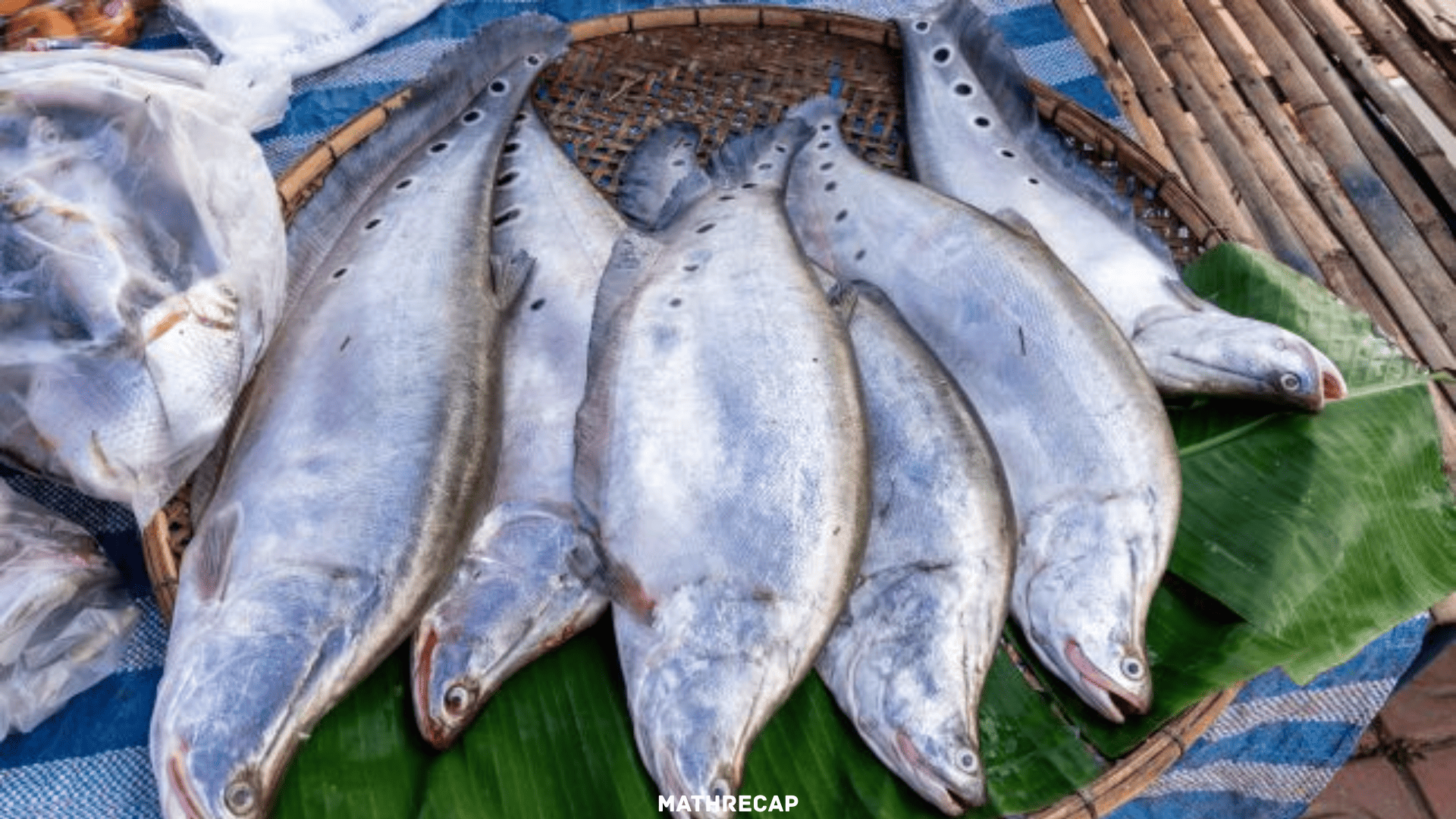 Ikan Belida, Sumber Protein Air Tawar yang Lezat dan Kaya Manfaat